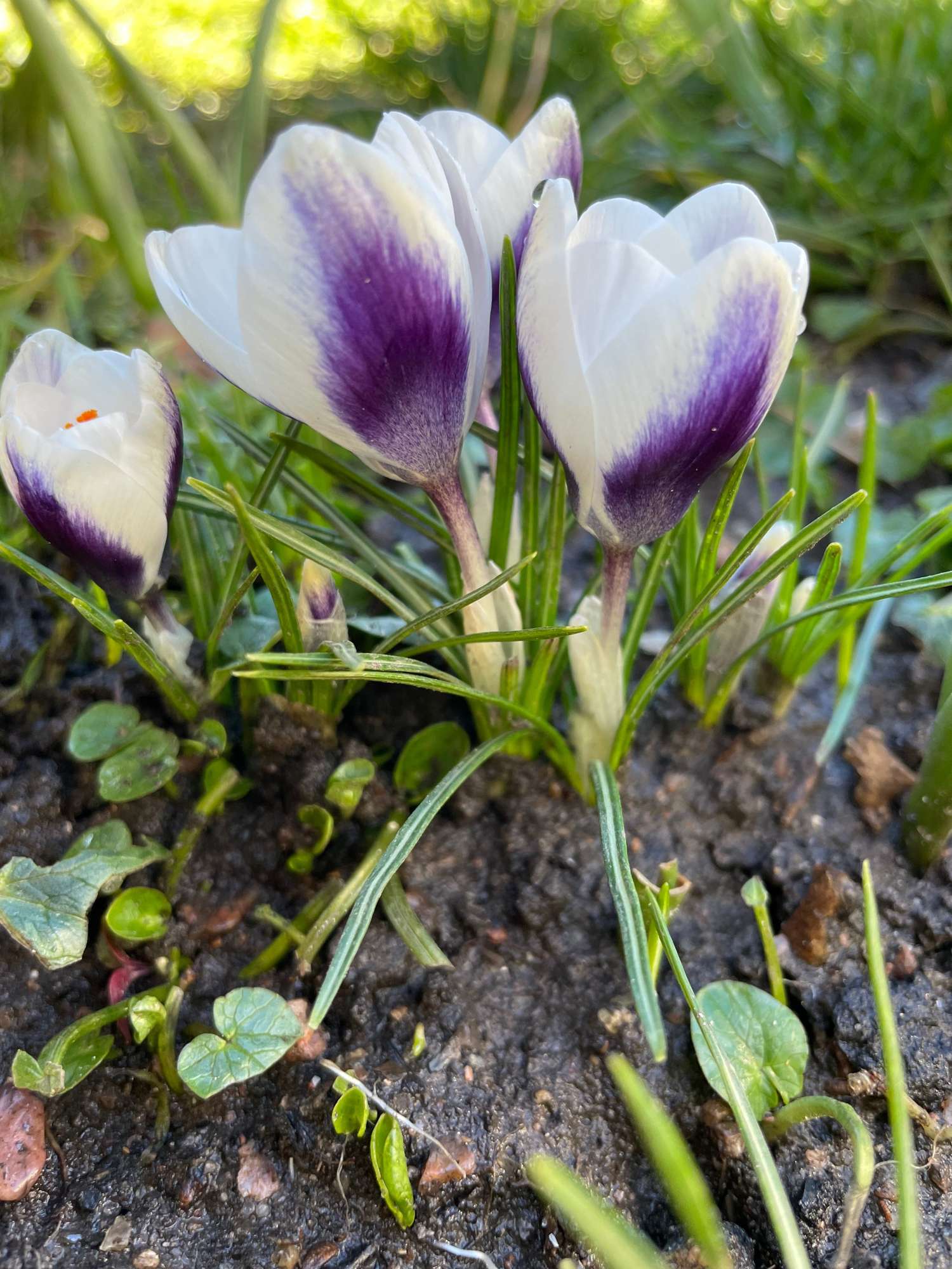 Crocus botanique 'Prince Claus'